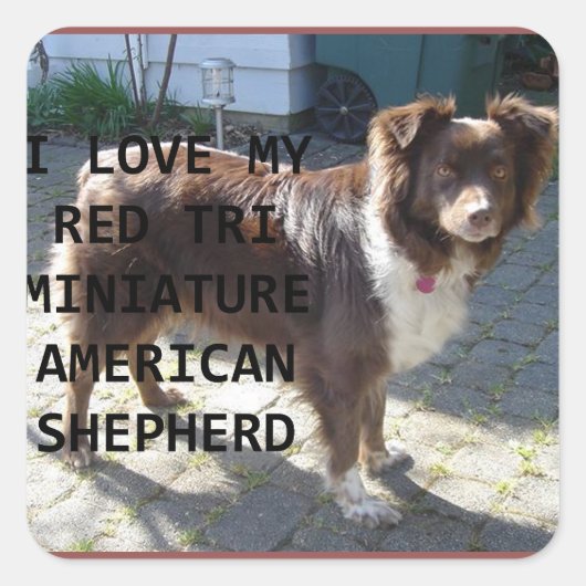 mini am shepherd red tri love of pic vierkante sticker (Voorkant)