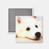 Mini American Eskimo Magneet (Voorkant / Achterkant)