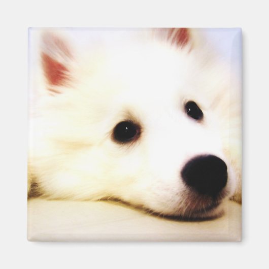 Mini American Eskimo Magneet (Voorkant)