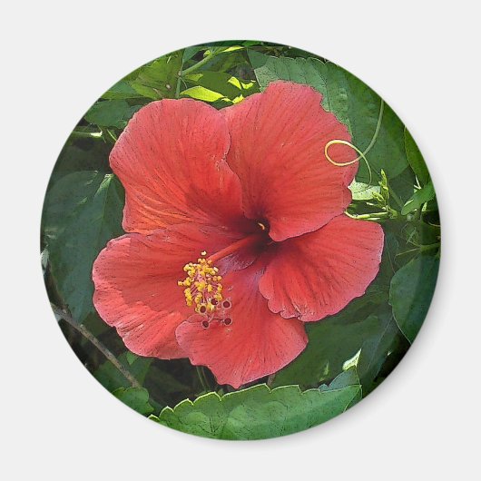 Mini Art Rode Hibiscus Magneet (Voorkant)