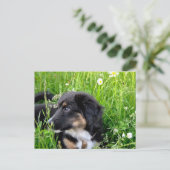 Mini Australian Shepherd Postkarte Briefkaart (Staand voorkant)