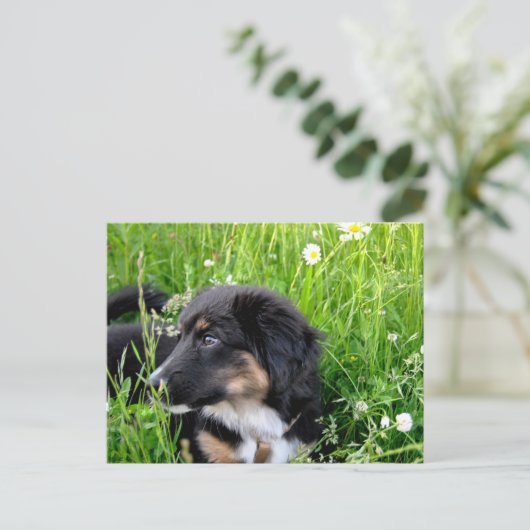 Mini Australian Shepherd Postkarte Briefkaart (Staand voorkant)
