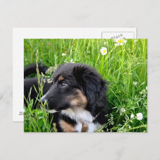 Mini Australian Shepherd Postkarte Briefkaart (Voorkant / Achterkant)