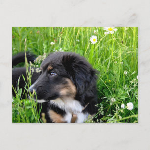 Mini Australian Shepherd Postkarte Briefkaart
