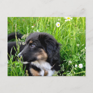 Mini Australian Shepherd Postkarte Briefkaart