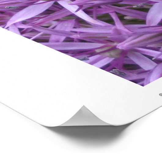 Mini Bumble Bee op Allium Poster (Hoek)