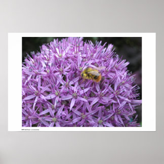 Mini Bumble Bee op Allium Poster