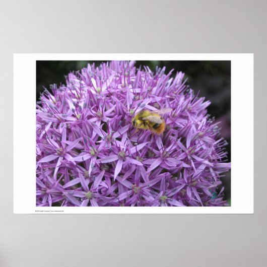 Mini Bumble Bee op Allium Poster (Voorkant)