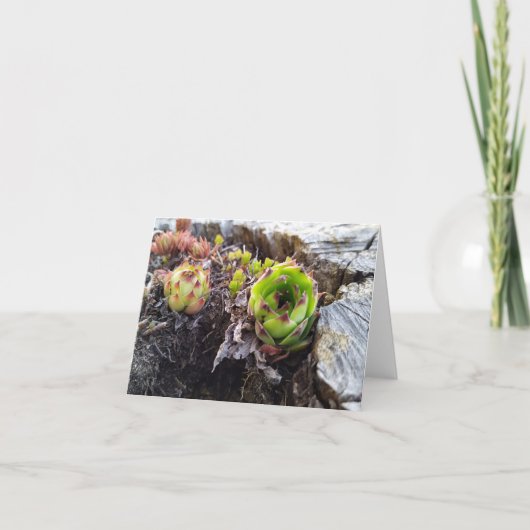 mini-cactus in een boomstam kaart (Voorkant)