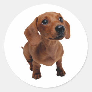 Mini Dachshund Decal Ronde Sticker
