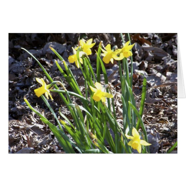 mini Daffodils (Voorkant Horizontaal)