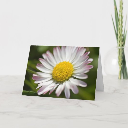 Mini Daisy Groeten Kaart (Voorkant)