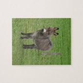 Mini Donkey in een paddock. Legpuzzel (Horizontaal)