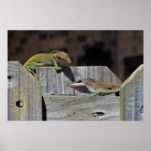 Mini Dragon Battle Poster (Voorkant)