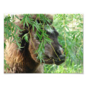 Mini Filly Being Onery Foto Afdruk (Voorkant)