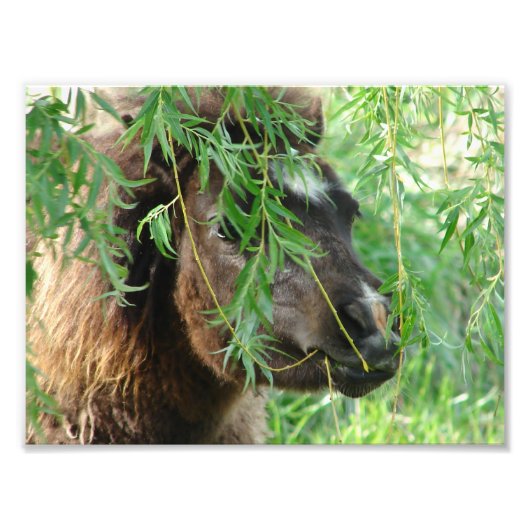 Mini Filly Being Onery Foto Afdruk (Voorkant)