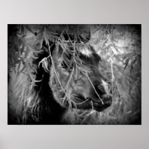 Mini Filly Being Onery