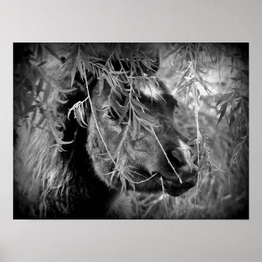 Mini Filly Being Onery Poster (Voorkant)