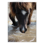 Mini Filly gaat voor een schemertje (Voorkant)