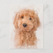 Mini Goldendole Dog Portrait Briefkaart (Voorkant)