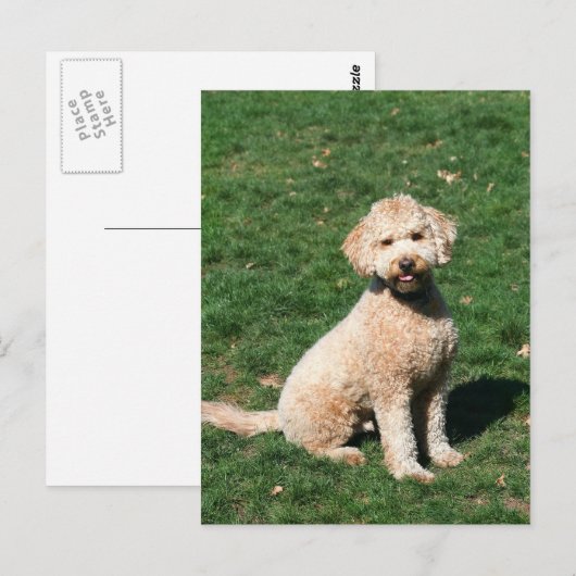 Mini Goldendole puppy briefkaart (Voorkant / Achterkant)