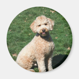 Mini Goldendole puppy magnet