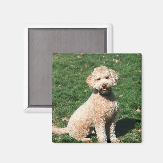 Mini Goldendoodle puppy magneet (Voorkant / Achterkant)