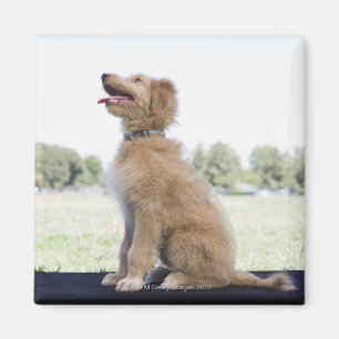 Mini gouden doodle magneet