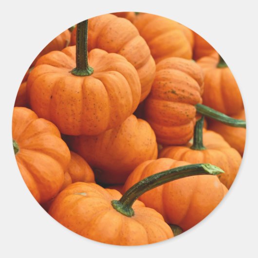 Mini Herfst Pumpkin Foto Ronde Sticker (Voorkant)