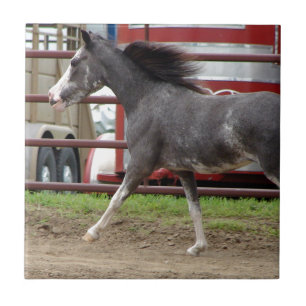Mini Horse in de Liberty Class Tegeltje