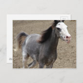 Mini Horse in Liberty Class op een Show van paarde Briefkaart (Voorkant / Achterkant)