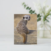 Mini Kat Ansichtkaart Briefkaart (Staand voorkant)