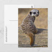 Mini Kat Ansichtkaart Briefkaart (Voorkant / Achterkant)