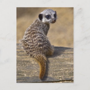 Mini Kat Ansichtkaart Briefkaart
