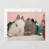 Mini-konijnen Briefkaart (Voorkant / Achterkant)
