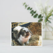 Mini Lop Pet Rabbit Briefkaart (Staand voorkant)