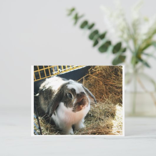 Mini Lop Pet Rabbit Briefkaart (Staand voorkant)