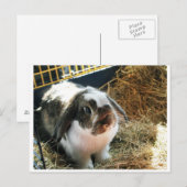 Mini Lop Pet Rabbit Briefkaart (Voorkant / Achterkant)