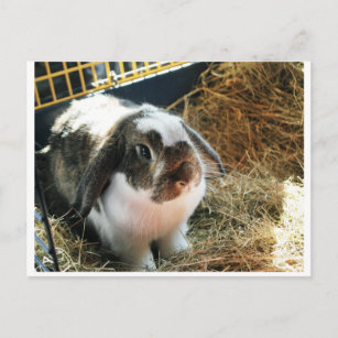 Mini Lop Pet Rabbit Briefkaart