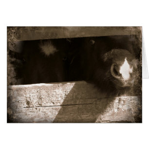 Mini-neus over Gate
