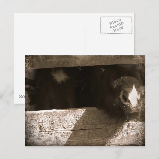 Mini-neus over Gate Briefkaart (Voorkant / Achterkant)