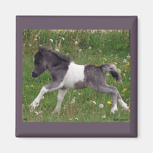 Mini Paard Magnet (Voorkant)