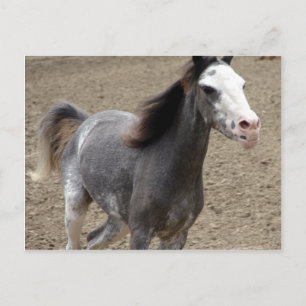 Mini-paarden in de vrijheidsklasse op een paardens briefkaart