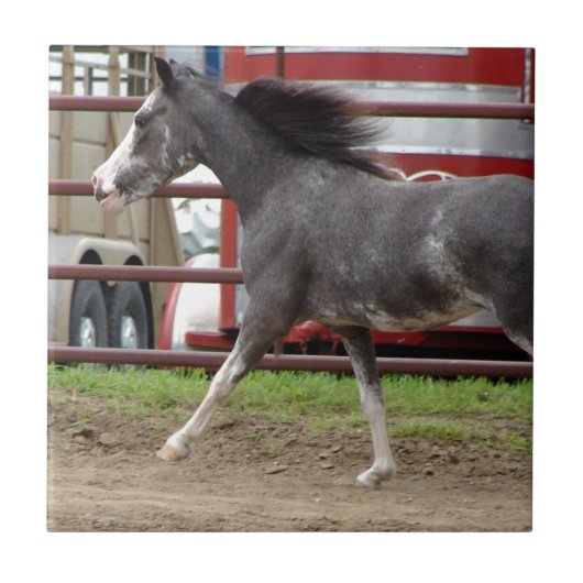 Mini-paarden in vrijheidsklasse tegeltje (Voorkant)