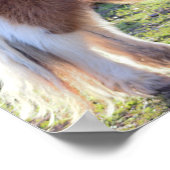 Mini Paarden Poster (Hoek)