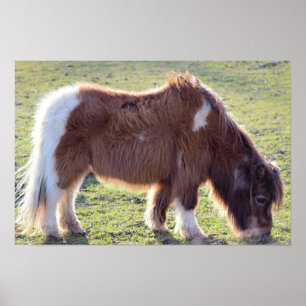 Mini Paarden Poster