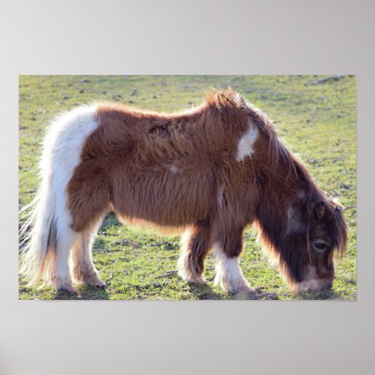 Mini Paarden Poster (Voorkant)