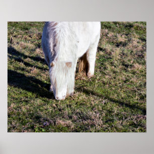 Mini Paarden Poster