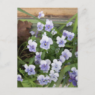 Mini paarse viooltjes bloemen bloemkaart briefkaart