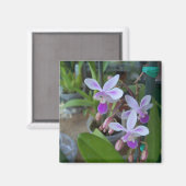 mini Phal-orchideeën Magneet (Voorkant / Achterkant)